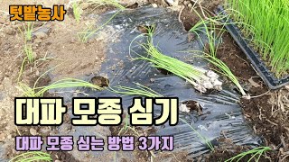 텃밭농사 11월에 대파를 심었고 대파심는방법 3가지 대파모종을 비닐에 심는법과 그냥심는 방법의 장단점 대파 …