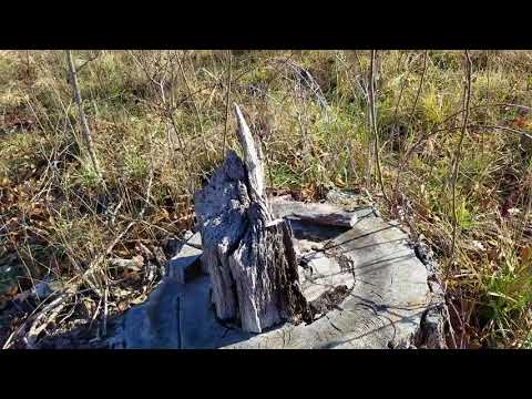 Another pasture clearing project