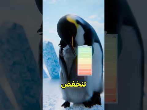 البطاريق حيوانات عشوائية 😰 #shortvideo