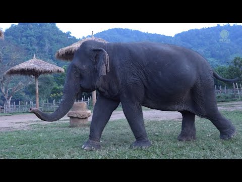 Elephant Began To Smell About Her New Turf On Her Arrival To New Home - ElephantNews