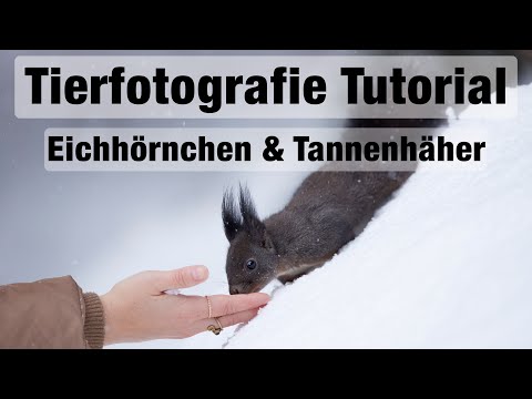 Fotografieren im Winterwald - Beim Eichhörnchen und Tannenhäher (inkl. Bearbeitung)