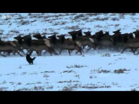 Matt Berry: Lone Wolf