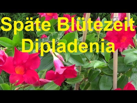 Dipladenia blooms late after overwintering Dipladenia Mandelvilla late flowering after winter