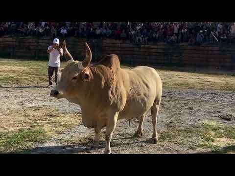 Nyuj ej 10 phav dawb vs npuas khaum 03/06/2023