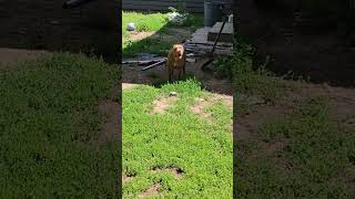 Video preview image #1 Mutt Puppy For Sale in Wheaton, IL, USA