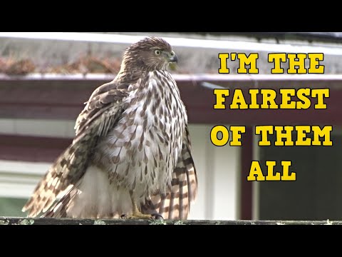 The most beautiful hawk in the world, the Cooper's hawk