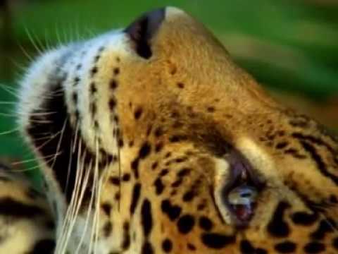 Jaguar trips on Ayahuasca DMT in Rainforest
