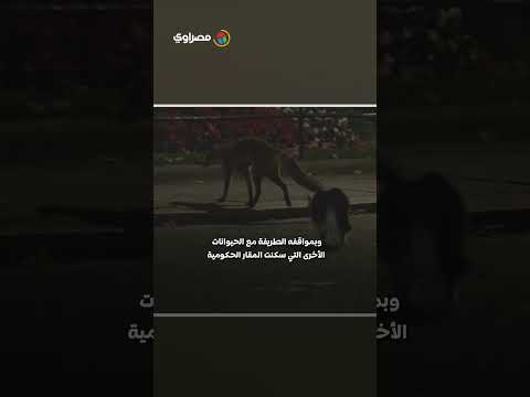 من هو القط "لاري" الذي استمر أكثر من رؤساء وزراء بريطانيا؟ 