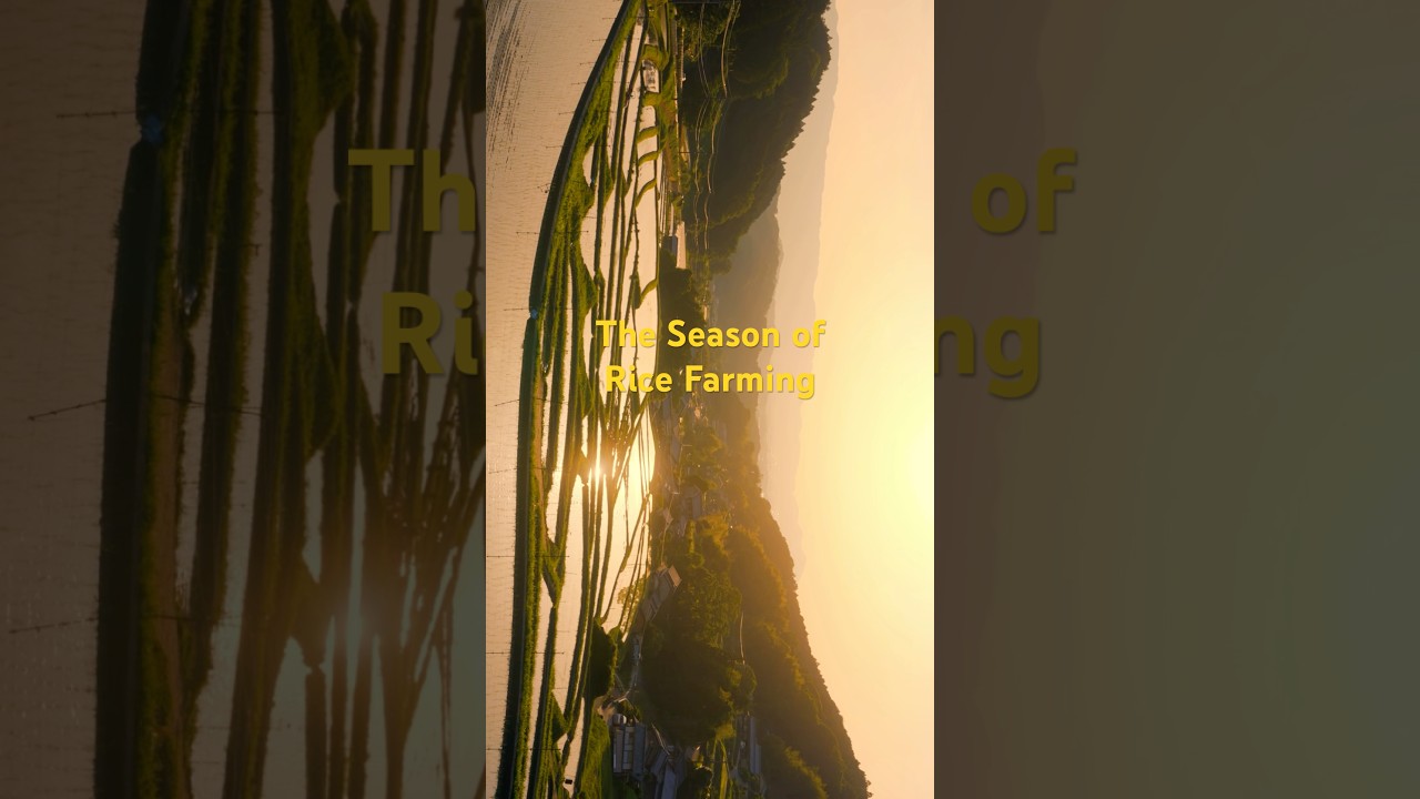 The season of rice farming | Ghibli life #田舎暮らし