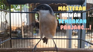 Download lagu MATERI EDAN COCOK BUAT MASTERAN || CENDET GACOR TEMBAKAN PANJANG MATERI KEKINIAN mp3