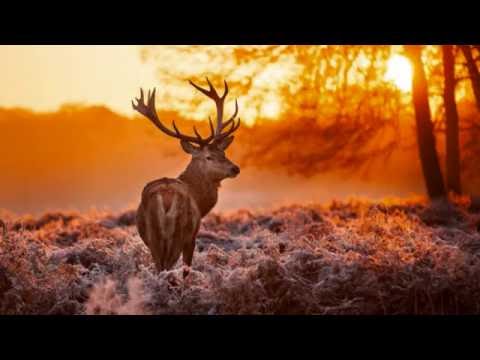 Koschcoroth - Koschcoroth  -  Yavanna