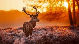 Video Koschcoroth  -  Yavanna