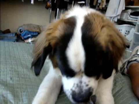 O pisică fără frică! Vezi cum se joacă cu un Saint Bernard!