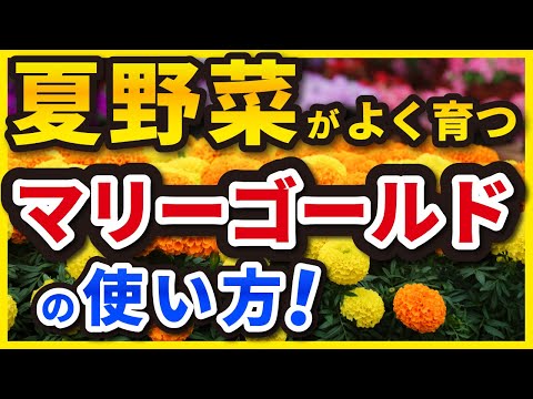 なぜマリーゴールドを菜園に植えるのですか？いつ、どのように行うのですか?  庭園
