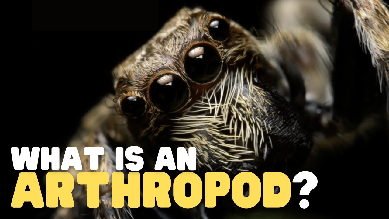 What Is an Arthropod? | Teach your kids about this curious group of animals