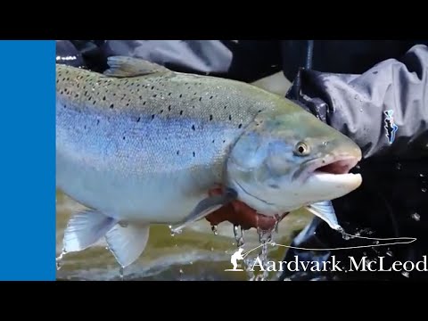 Huge sea trout  at Villa Maria on the Rio Grande in Argentina