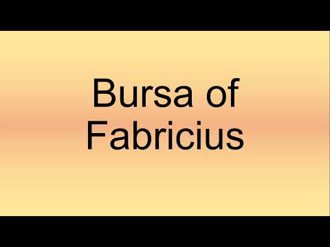 Bursa of Fabricius Pronunciation | How to Say | How to Pronounce