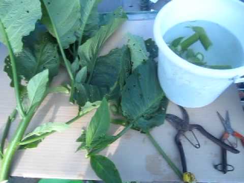 エンジェルトランペット 植物