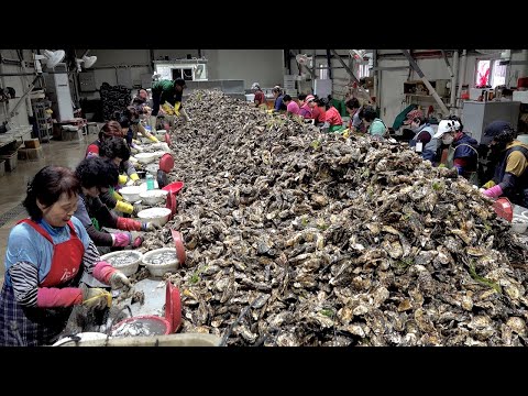 , title : 'Amazing Oyster Mass Production Process. Huge Scale Korea Oyster Farming'