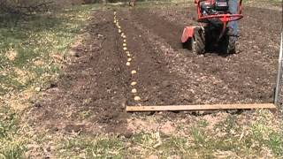 Potatoe planting with Troy Bilt Horse rototiller