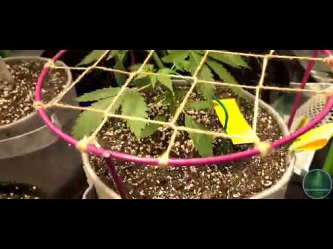 Autoflower Grow Journal. Update on the plants, Perpetual grow, 3x4 tent, Nature's living soil!