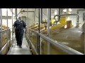 How It S Made Mayo