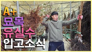 국내 특A+ 유실수  묘목 입고! 뿌리상태부터 최상급! ★꿀팁방출★ [JB가든센터_대림묘목농원]