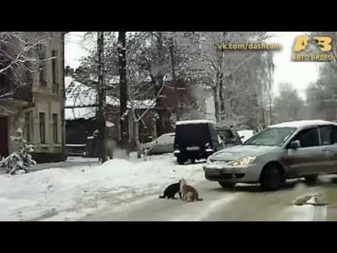 חתולים בקרב שלג