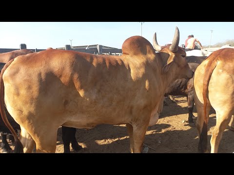 Feira de gado em Dois Riachos Alagoas 03/12/25#nordeste 