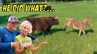 The TRUTH About Our New Mini Donkey!