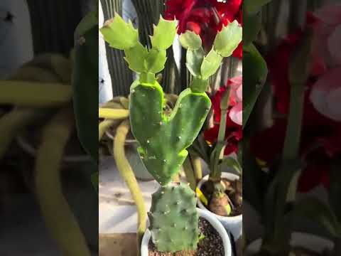 How to Graft Cactus: A Complete Step-by-Step Guide