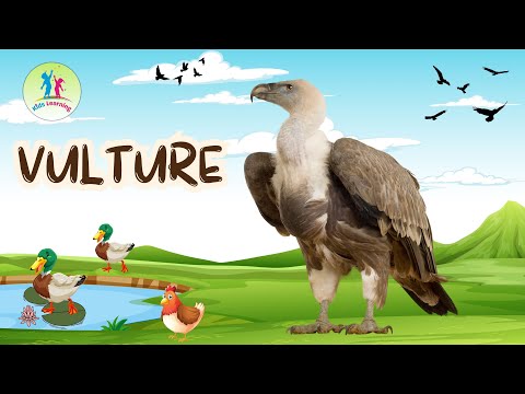 Vulture | Birds Educational video | for kids