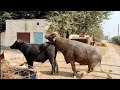 Hybrid Buffalo Meeting Natural Animal Meeting Video 2022 Bull And Buffalo Meeting