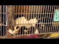 Citrus The Cat Escapes From Her Cage At The Huron SPCA