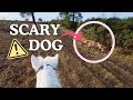 When A Dog Spooks Your Horse Helmet Cam POV