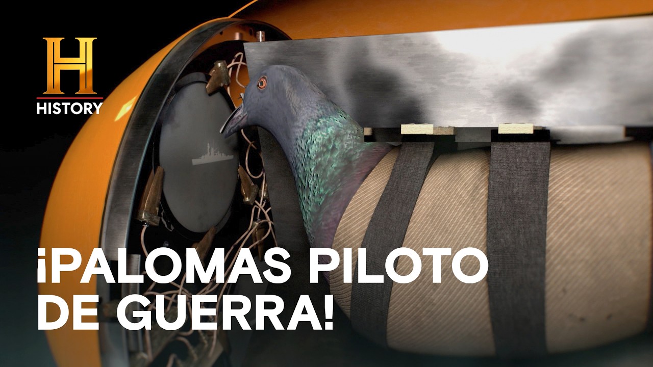 LAS BOMBAS GUIADAS POR PALOMAS - Cosas extrañas de la historia