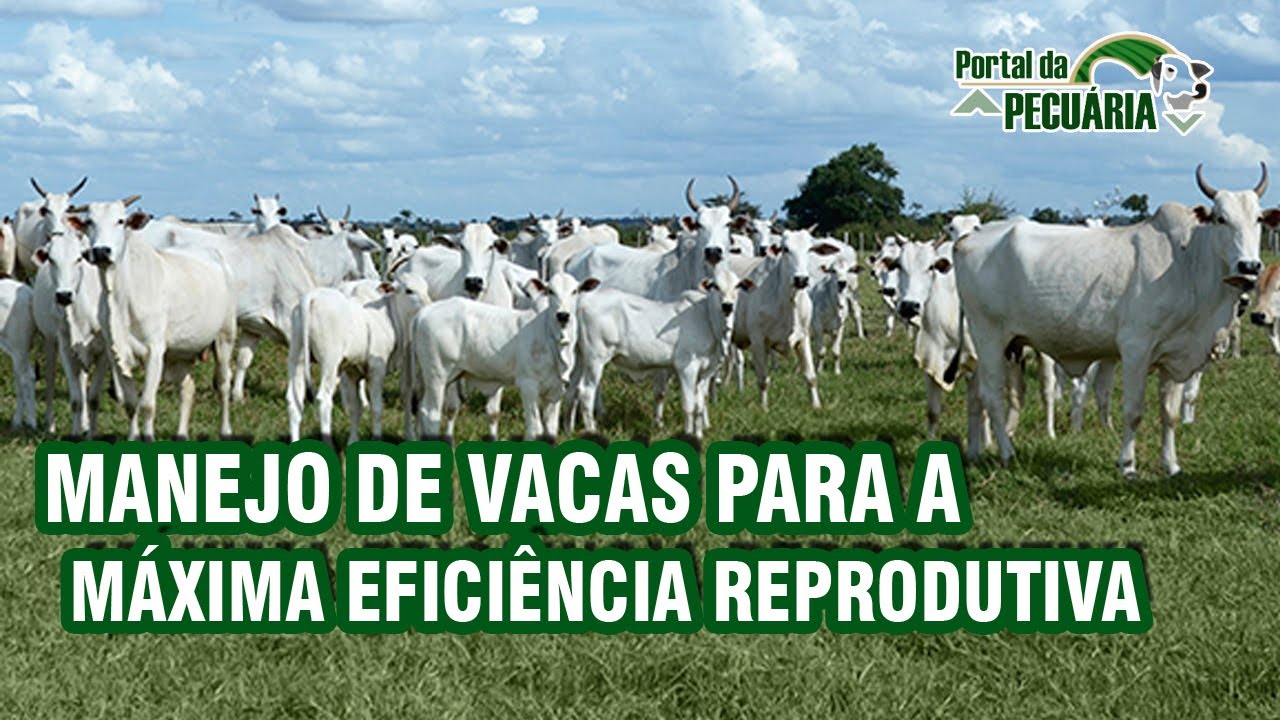 Manejo de vacas para a máxima eficiência reprodutiva