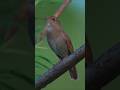 Bird Sounds To Attract Birds #shorts #trending #viral