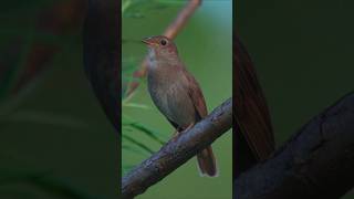 Download lagu Suara Burung untuk Menarik Burung #shorts #trending #viral mp3