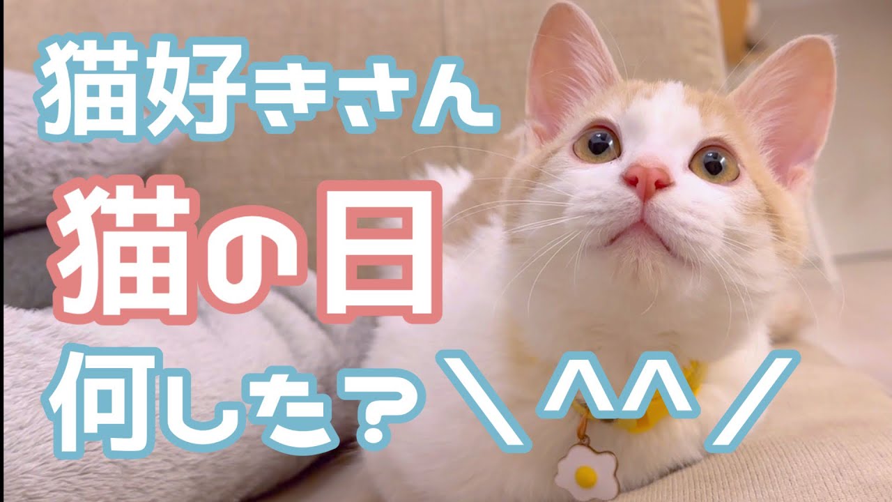 しらたま君の好きな食べ物と我が家の猫の日＼^^／
