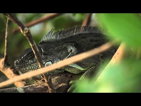 comment prendre un iguane