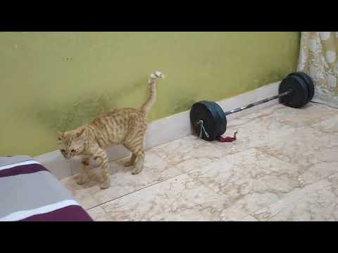 Cat playing | 🐱❤❤