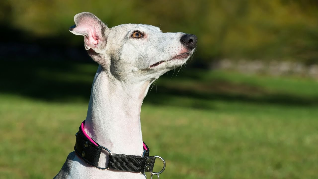 Spot the Differences: Whippet vs Italian Greyhound