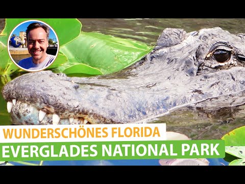 Everglades National Park in Florida: On the trails, alligators and wildlife
