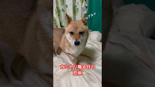 カミナリに怯えすぎる恐怖ブルブル豆柴 #shibainu #柴犬 #cute #犬のいる暮らし #雷