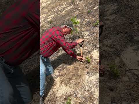 Hillside Planting | Plant it Right Demo | Pro Tip