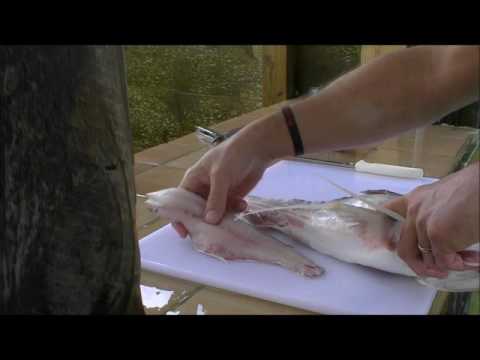 How to Clean a Sail Catfish