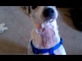 Gonzo Tilly And Stuffed Toy Murder