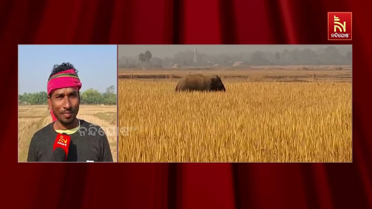 ଅସୁସ୍ଥ ହାତୀଟି ବାଲେଶ୍ବର ଜିଲ୍ଲା ବଲବଲିଆ ଅଞ୍ଚଳରେ ଘୂରି ବ?