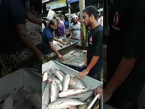 Traditional fish wholesale market of Asian country.